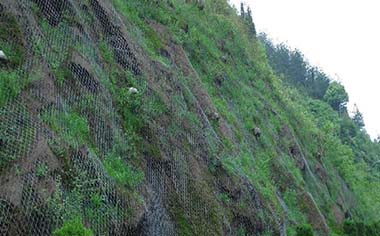 綠化勾花網 綠化勾花網